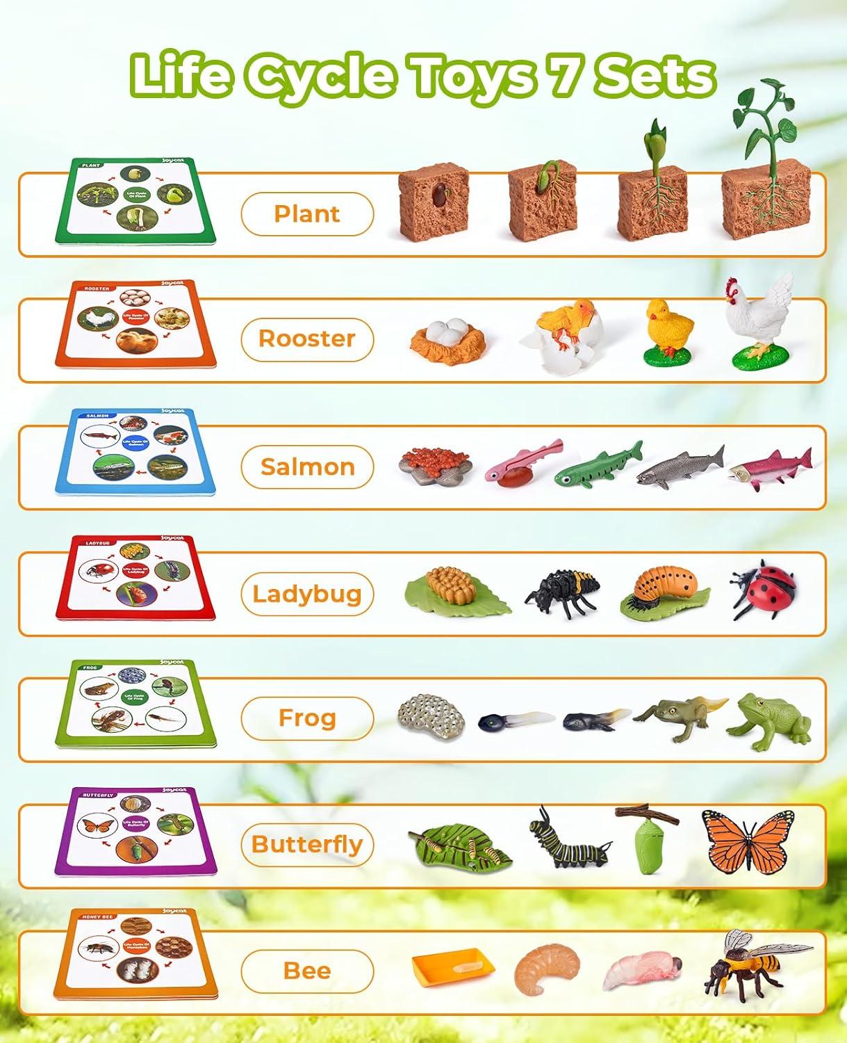 JoyCat Life Cycle Learning Education Toys, Insect Caterpillar to Butterfly kit, Ladybug, Bee, Tadpole to Frog Kit Life Cycle Toys for Kids, Preschool Learning Activities for Kids (Animals and Plant)